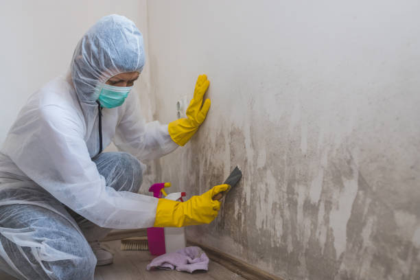 Home Mold Removal in Maitland, FL