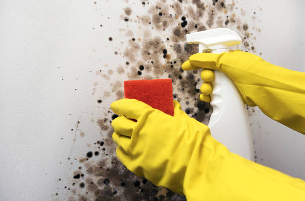 Best Professional Mold Removal  in Maitland, FL